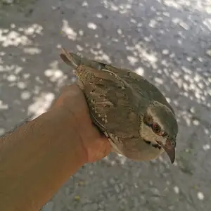 Чучаи кабк, Данғара