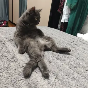 Кот на вязку, Душанбе