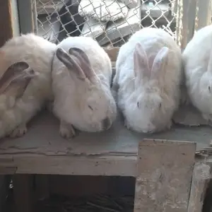 Харгушхо, Бободжон Гафуров