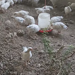 Чуҷаҳои рябушка, Ҳисор