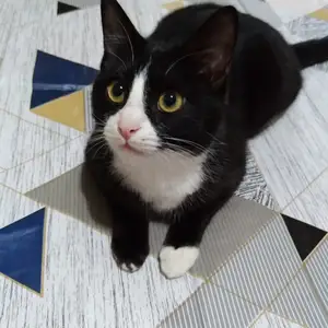 Кот бесплатно, Худжанд