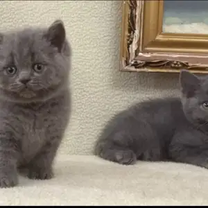 Британский котёнок, Хуҷанд