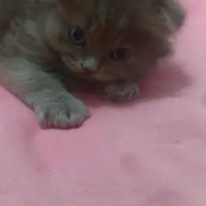 Котёнок, Душанбе