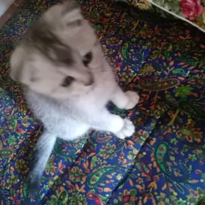 Шотландская кошка, Худжанд
