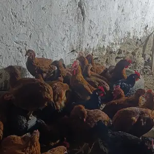 Мурги ломан браун, Худжанд