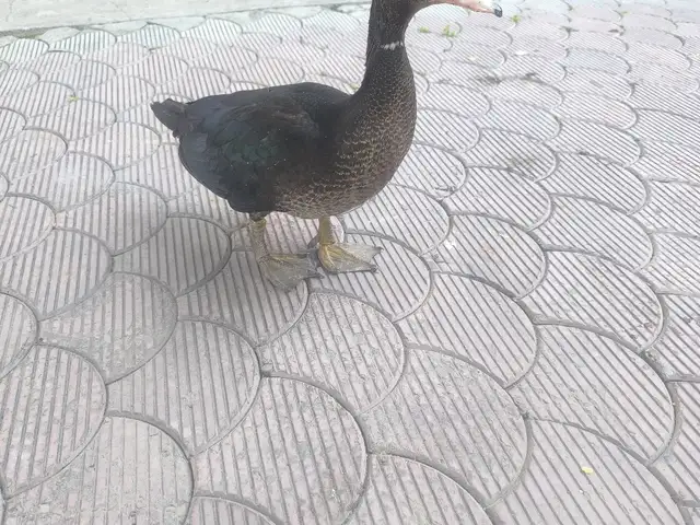 Утка, Бустон (Чкаловск)
