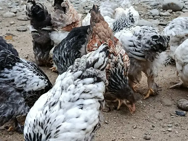 Чучахои брама, Хуҷанд