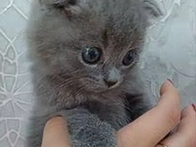 Котята, Душанбе