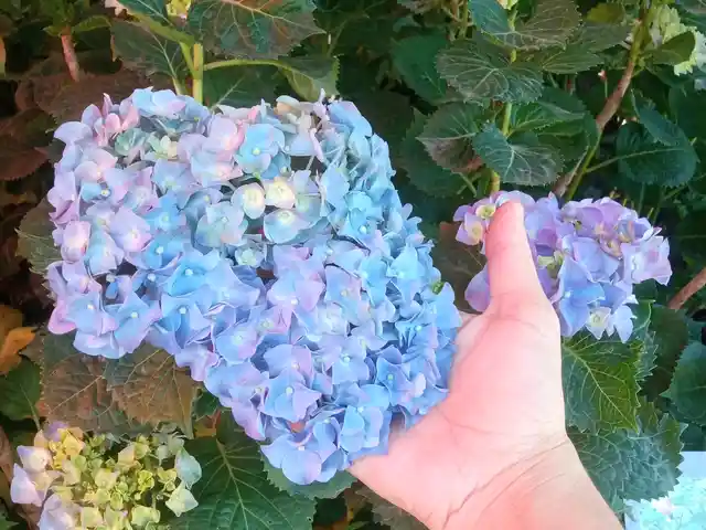 Гортензия крупнолистная, Душанбе