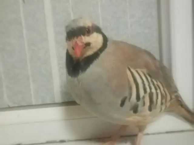 Кабг, Рашт