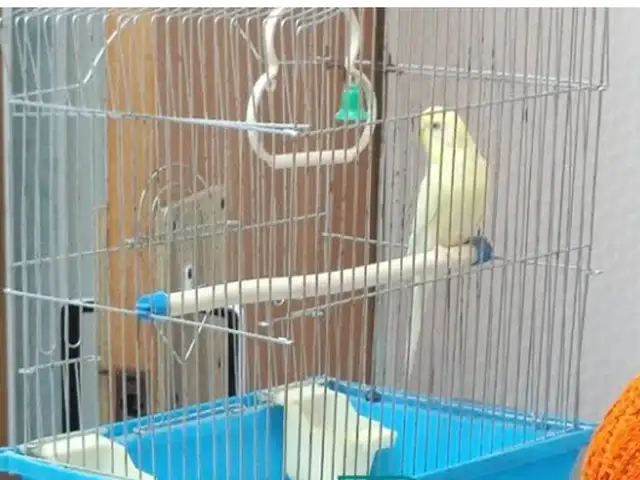 Попугай, Душанбе