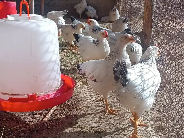 Ҷуҷаҳои Рябушка, Кӯшониён (Бохтар)