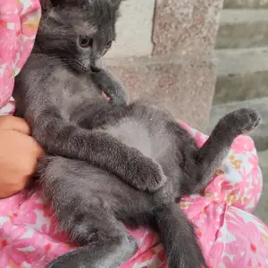 Кот, Душанбе