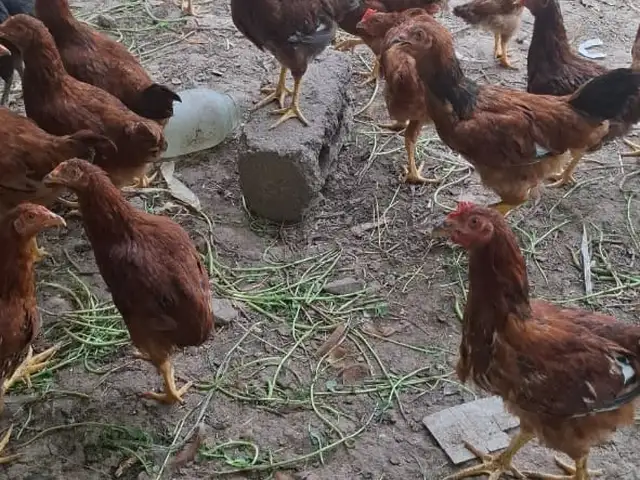 Курица, Турсунзаде