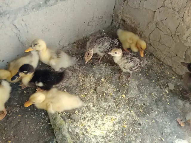 Чуча Мургоби, Вахдат