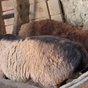Кучкор, Худжанд