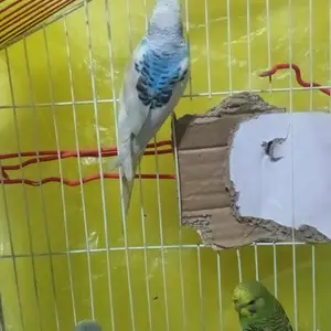 Попугай, Душанбе