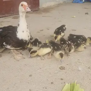 Индоутка бо 12 чучаш, Душанбе