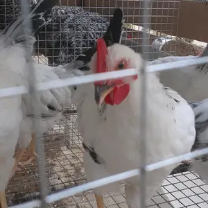 Хуруз, Худжанд