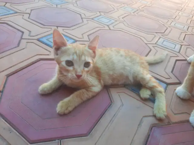 Котёнок даром, Худжанд