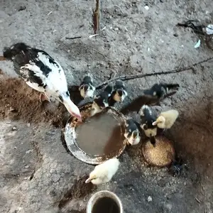 Индоутка, Душанбе