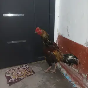 Дакан, Душанбе