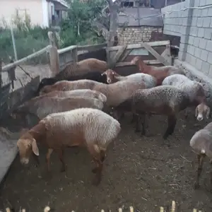 Солукхои бугуз, Худжанд