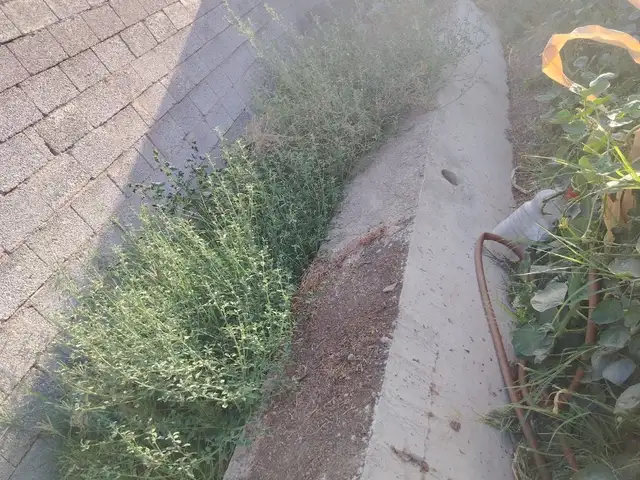 Лоток, Турсунзаде