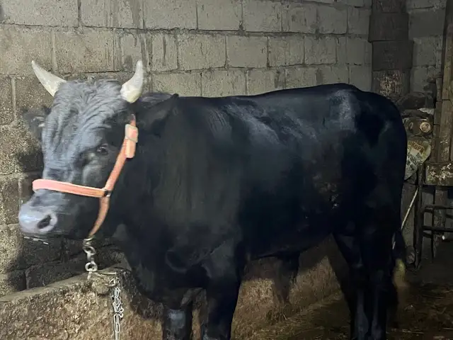 Бука, Вахдат