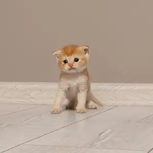 Шотландские котята, Душанбе