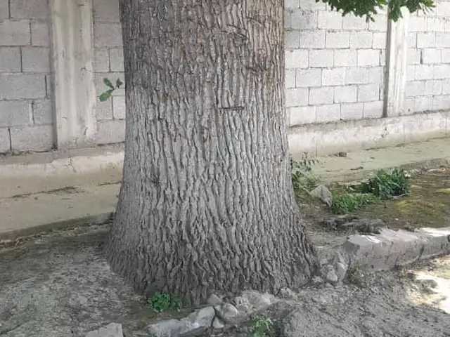 Дарахти дуб, Бохтар (Курган-Тюбе)
