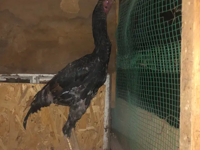 Чучаи дакан, Хуҷанд