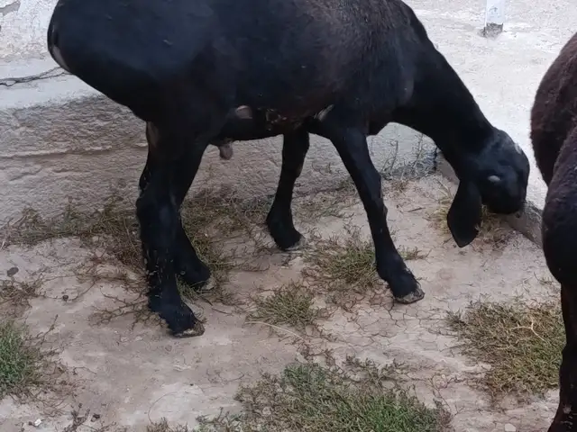 Гусфанд, Душанбе