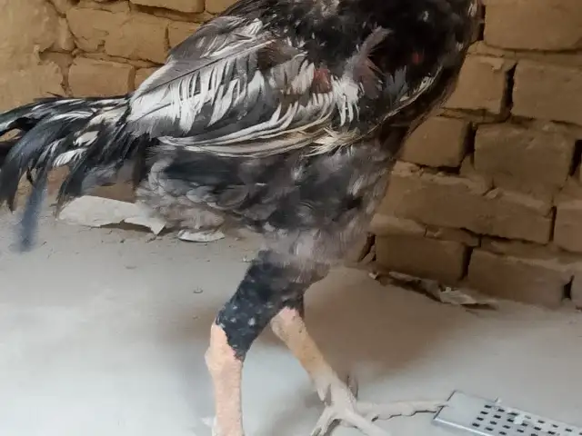 Хуруси дакан, Конибодом
