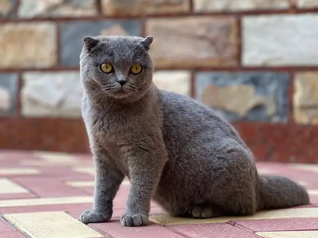 Кошка шотландская, Худжанд - 3