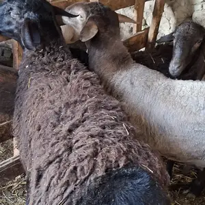Кучкор, Худжанд