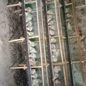 Мургои тухмкун, Ҳисор