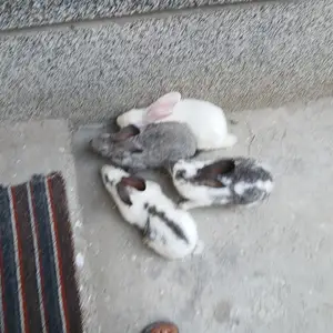 Харгуш, Худжанд