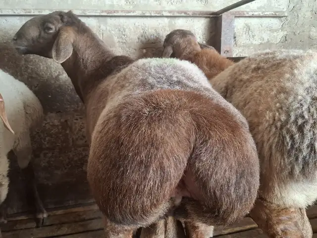 Гусфанд, Худжанд