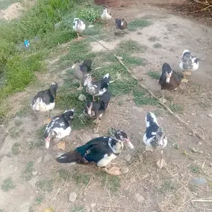 Мургобихо, Душанбе