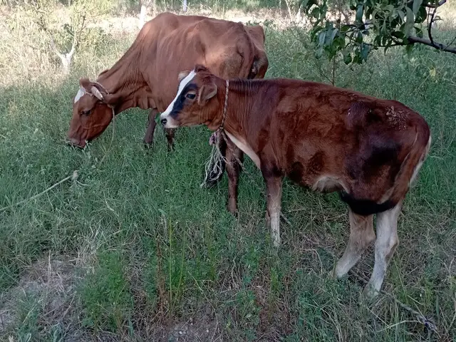 Оча бача, Худжанд