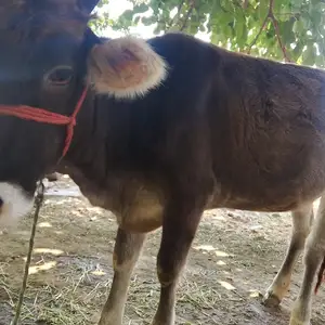 Гуночин, Душанбе