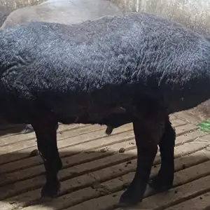 Гусфандхои Хисори, Душанбе