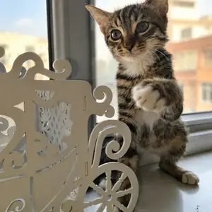 Кошки, Душанбе