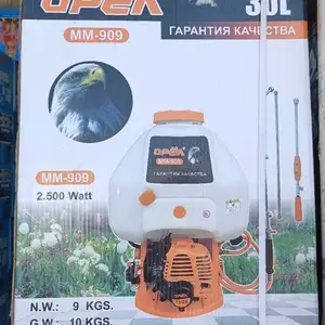 Дорушапак орёл, Душанбе