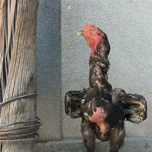Дакан, Душанбе