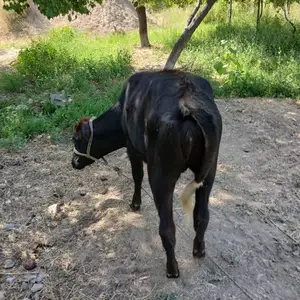 Гуночин, Хуҷанд