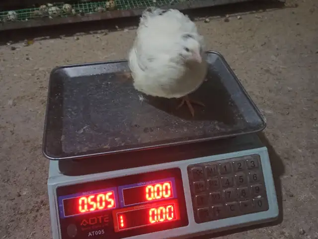 Тухми бедона, Гиссар