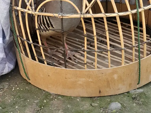 Кабк, Душанбе