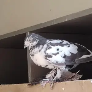 Кафтархо, Нурек
